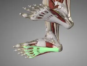 Plantar Fasciitis treatment Kingston